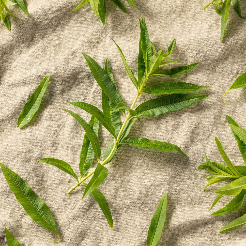 Bio-Tonungsbalsam mit Eisenkraut